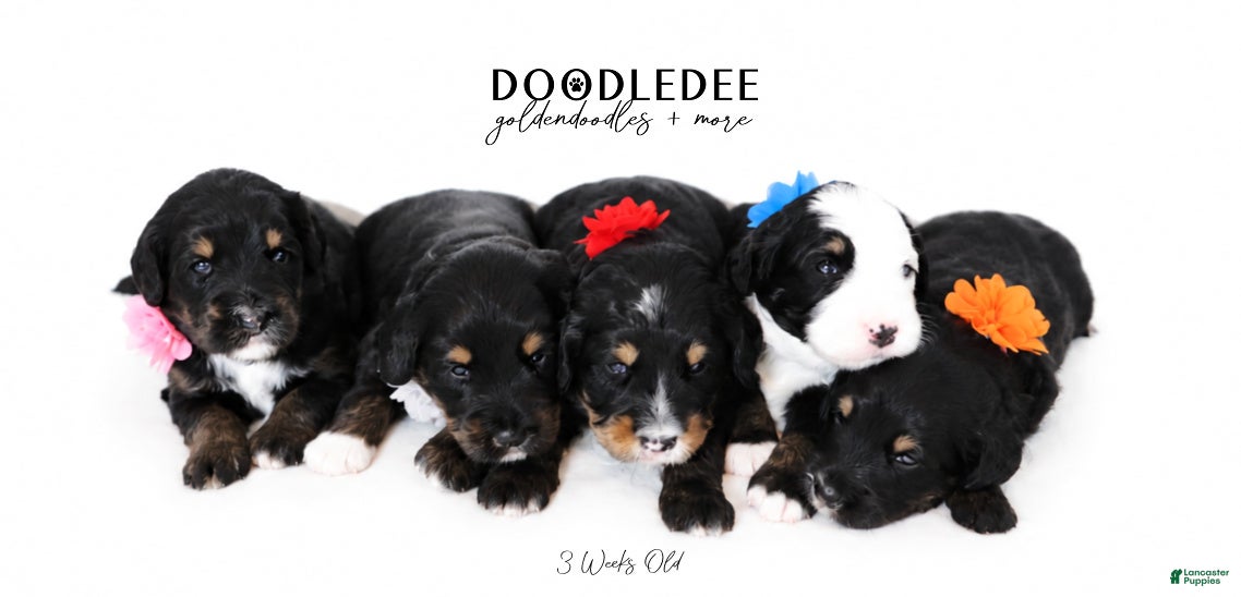 Bernedoodle dogs Bernedoodle Puppy - Ad 1
