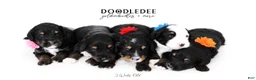 Bernedoodle dogs for sale: Bernedoodle Puppy - Ad 1