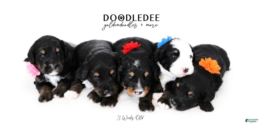 Bernedoodle dogs for sale: Bernedoodle Puppy - Ad 1