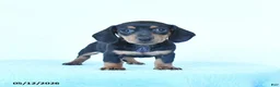 Miniature Dachshund dogs for sale: Satin - Ad 3