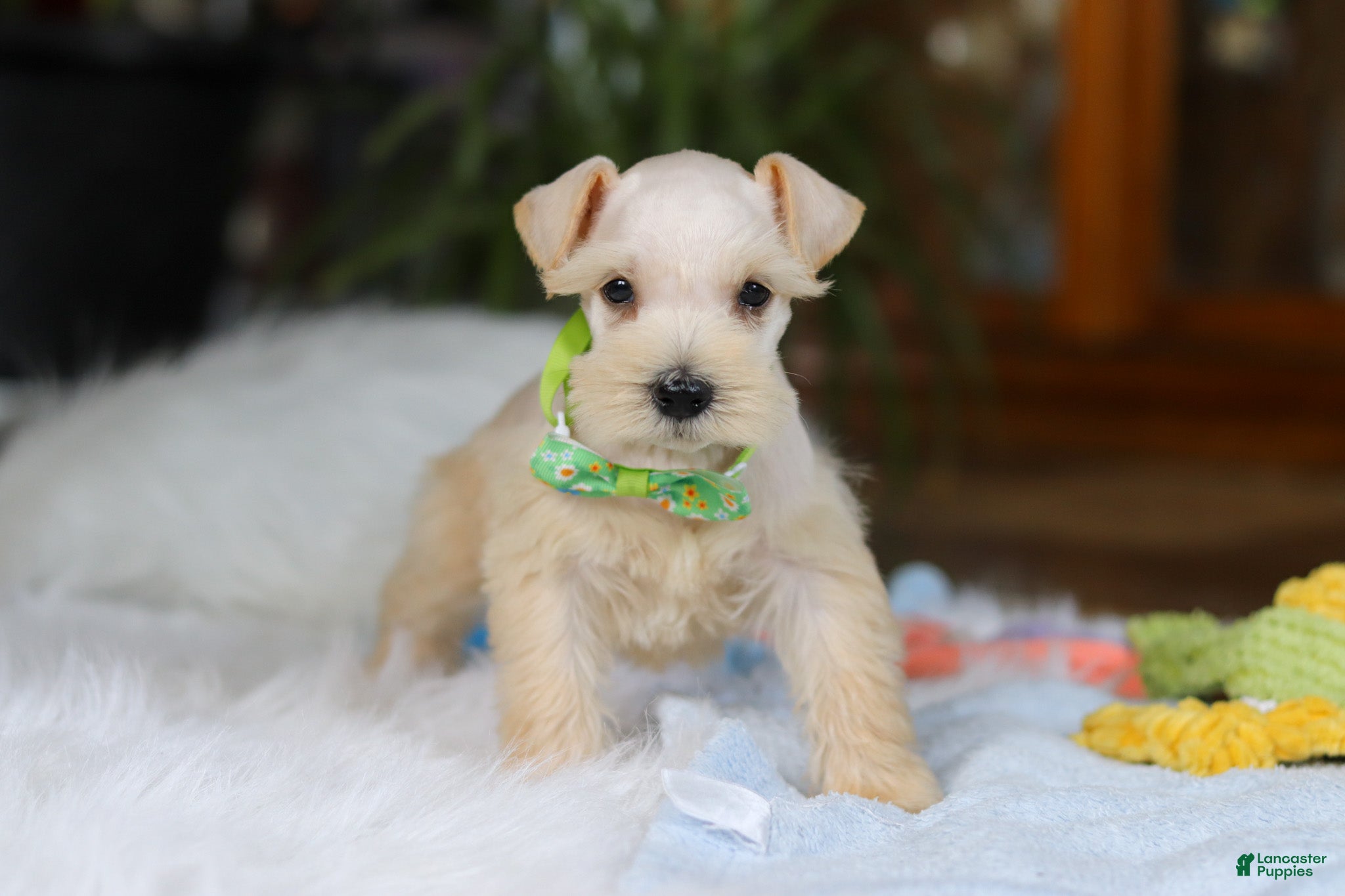 Miniature Schnauzer dogs Teddy - Ad 10