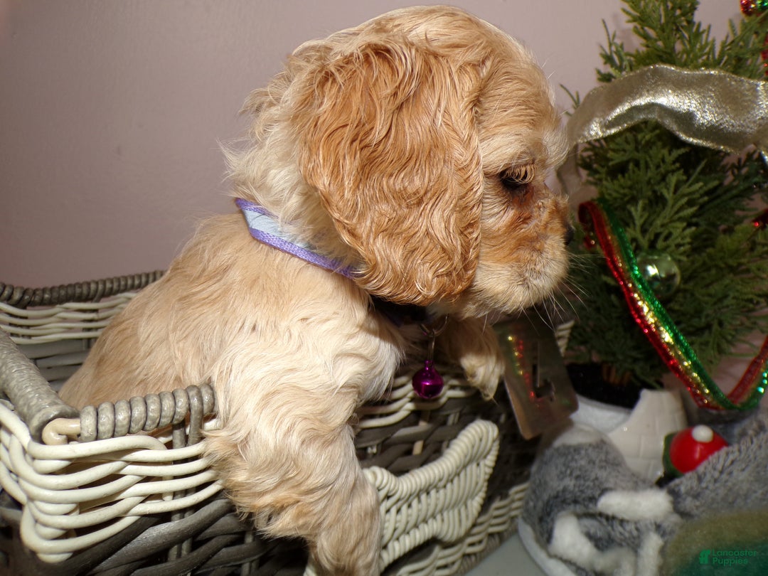 Cocker Spaniel dogs for sale: Cocker Spaniel Puppy 4 Mattie - Ad 2