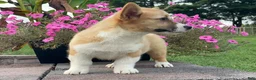 Welsh Corgi Pembroke dogs for sale: Welsh Corgi Pembroke 1 - Ad 5