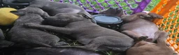 Cane Corso dogs for sale: Cane Corso 9 - Ad 3