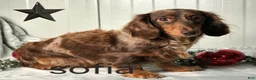 Miniature Dachshund dogs for sale: Blackie - Ad 5