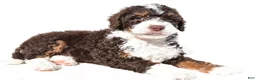 Mini Bernedoodle dogs for sale:  Derrick - Ad 4