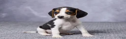 Beagle dogs for sale: Sasha - Ad 3