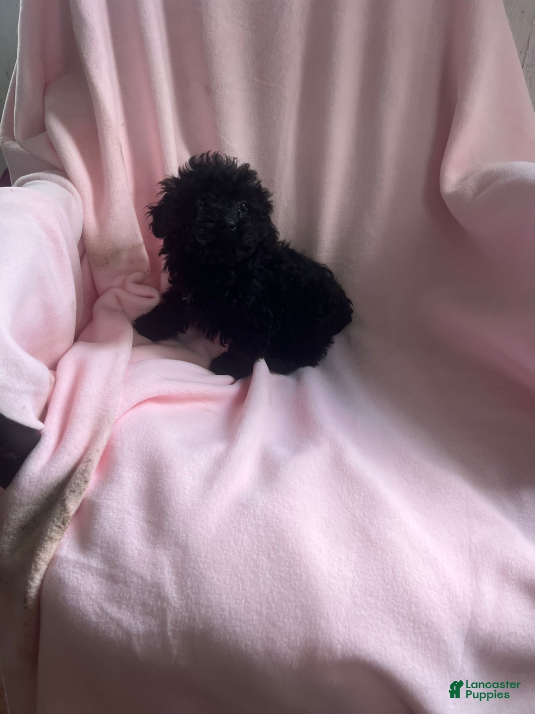 Toy Poodle dogs for sale: Amy - Ad 1