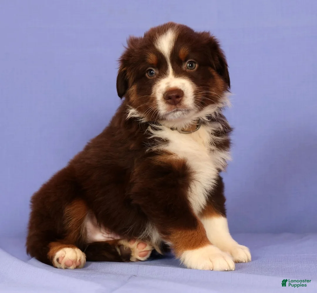 Miniature Australian Shepherd dogs for sale: Mark - Ad 1