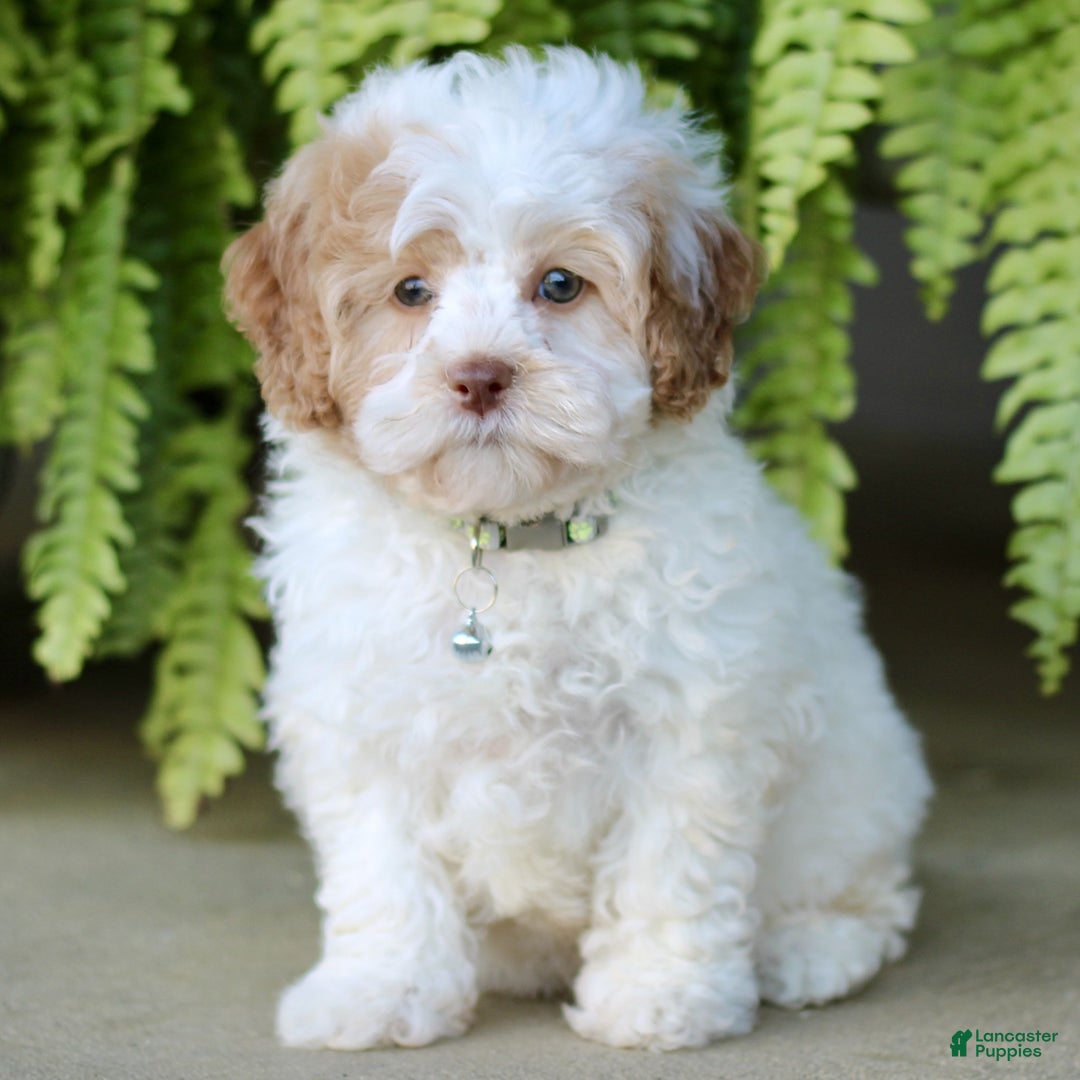 Shihpoo dogs for sale: Paris - Ad 4