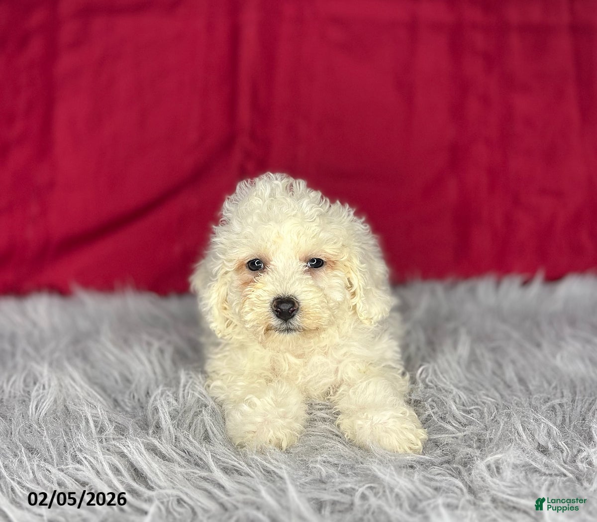 Bichon Frise dogs Sandra - Ad 21