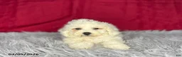 Bichon Frise dogs for sale: Sandra - Ad 1