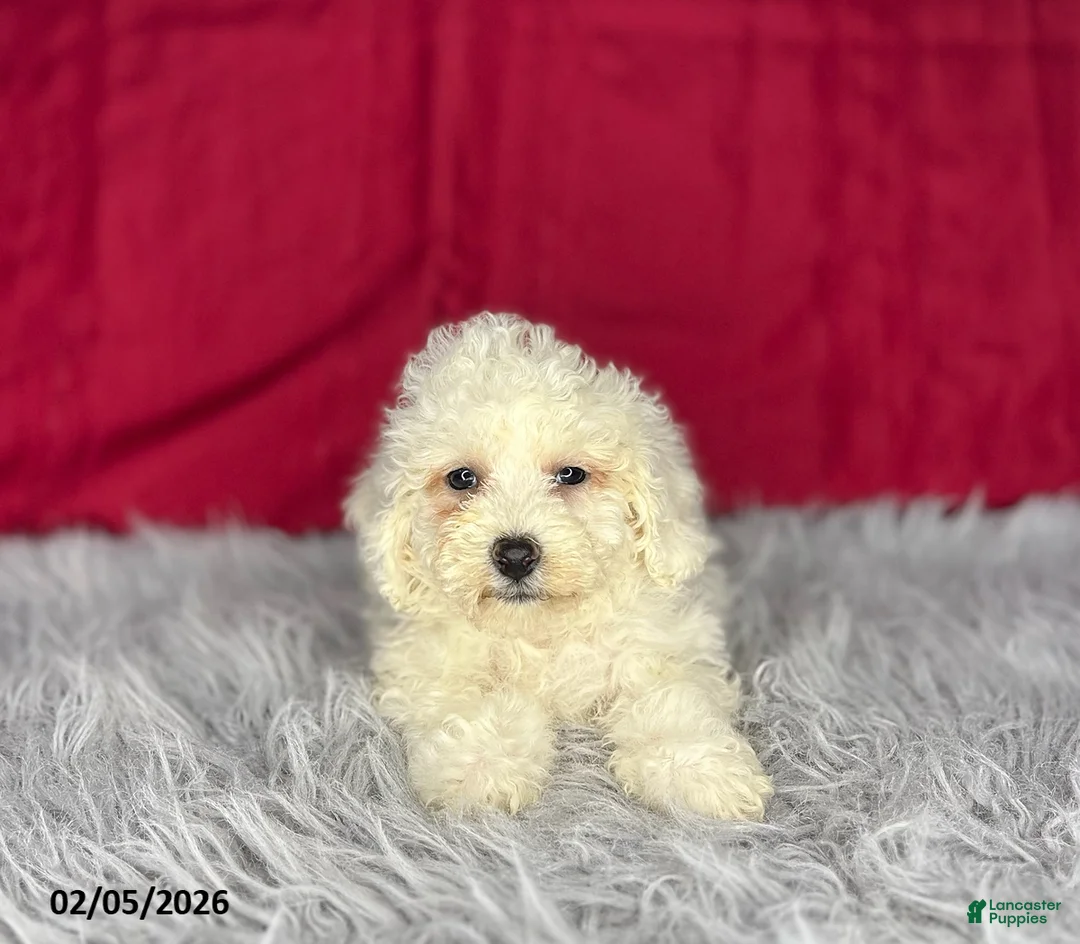 Bichon Frise dogs for sale: Sandra - Ad 1