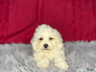 Bichon Frise dogs Sandra - Ad 21