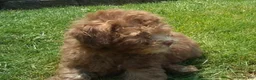 Miniature Poodle dogs for sale: Peanut - Ad 5