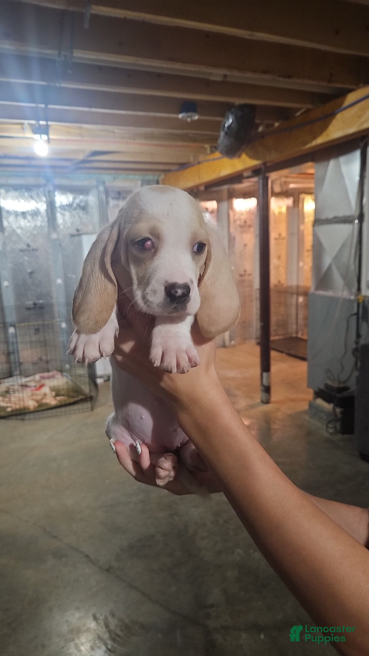 Basset Hound dogs Penny - Ad 24