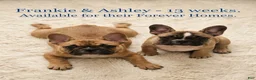 French Bulldog dogs for sale: Frankie - Ad 23