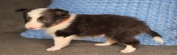 Shetland Sheepdog dogs for sale: Tallahassee AKC - Ad 5