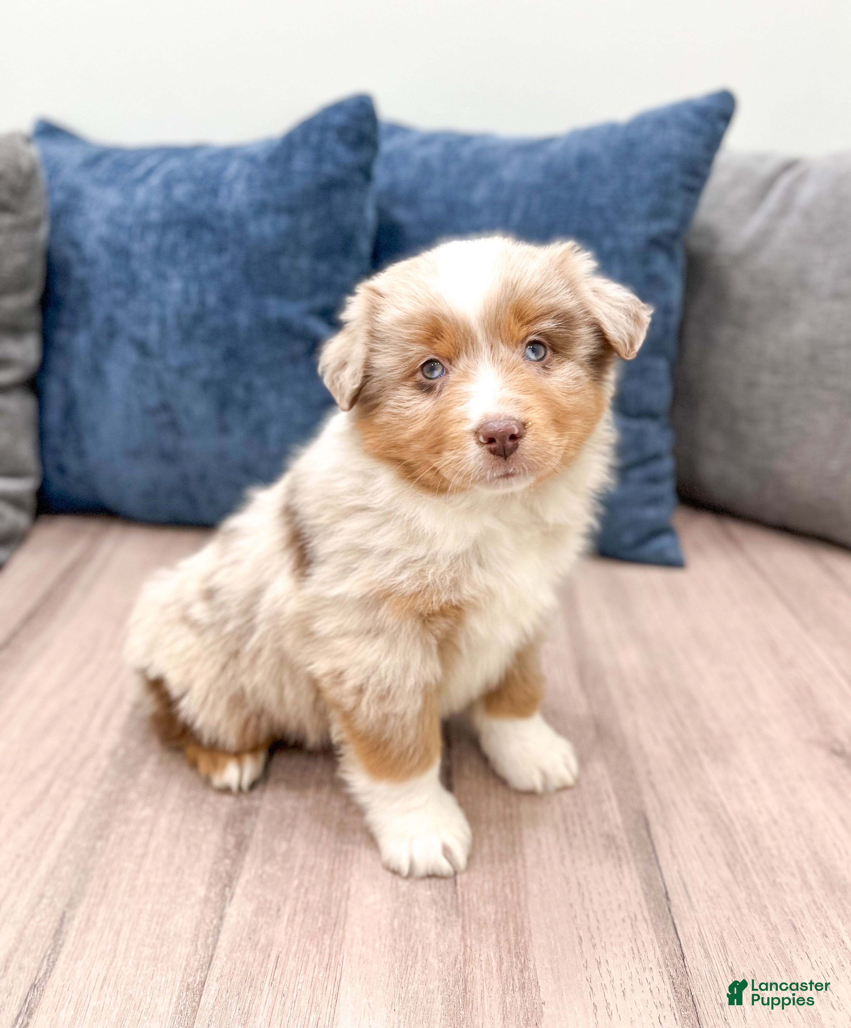 Miniature Australian Shepherd dogs Bo - Ad 1
