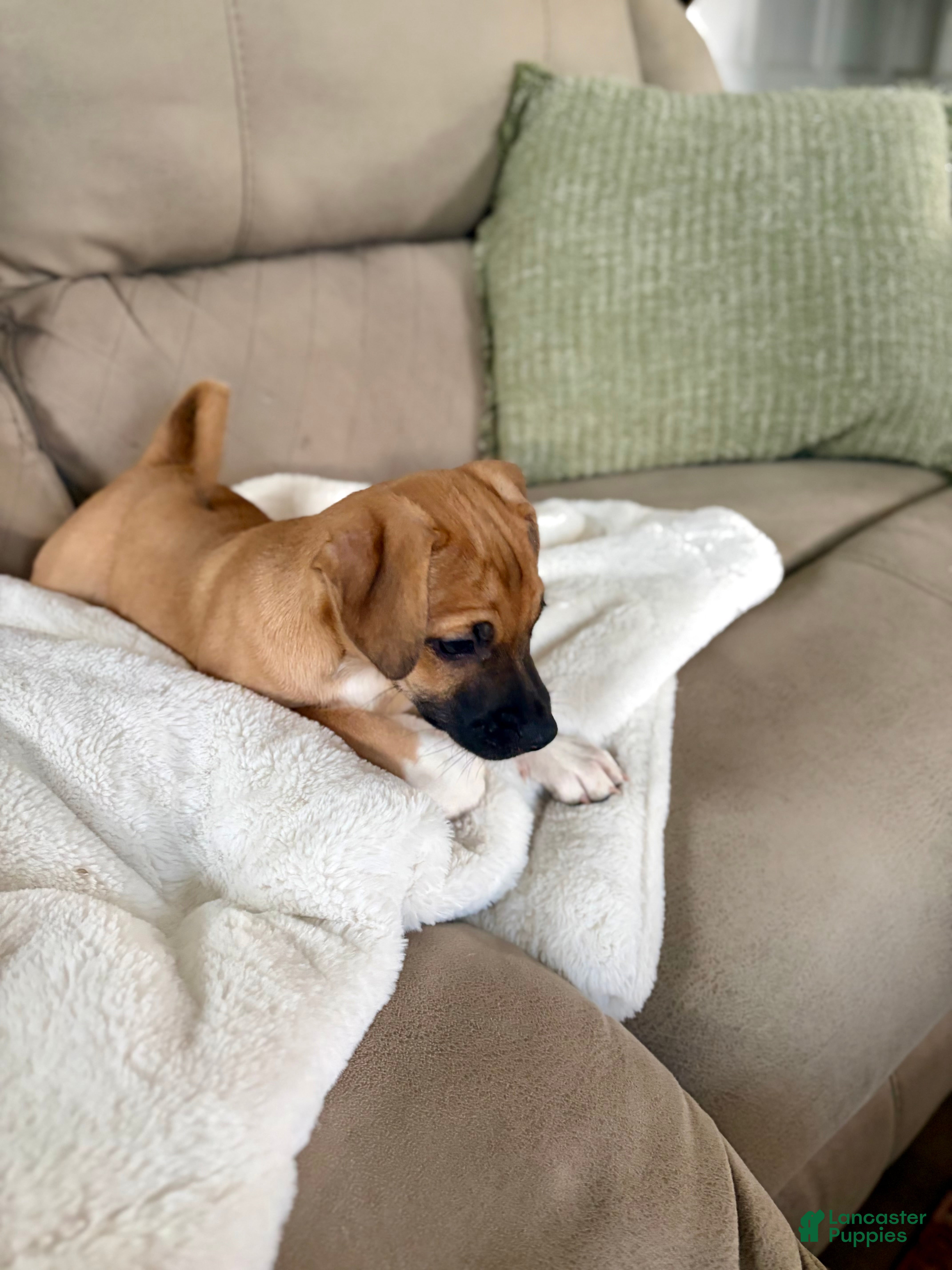 Mixed Breed dogs Marley - Ad 2