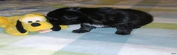 Mixed Breed dogs for sale: Fatso - Ad 1