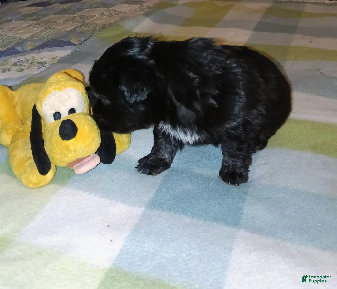 Mixed Breed dogs for sale: Fatso - Ad 1