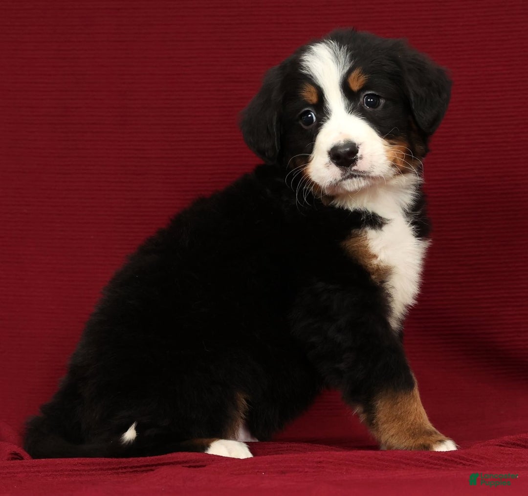Bernese Mountain Dog dogs for sale: Zack - Ad 5