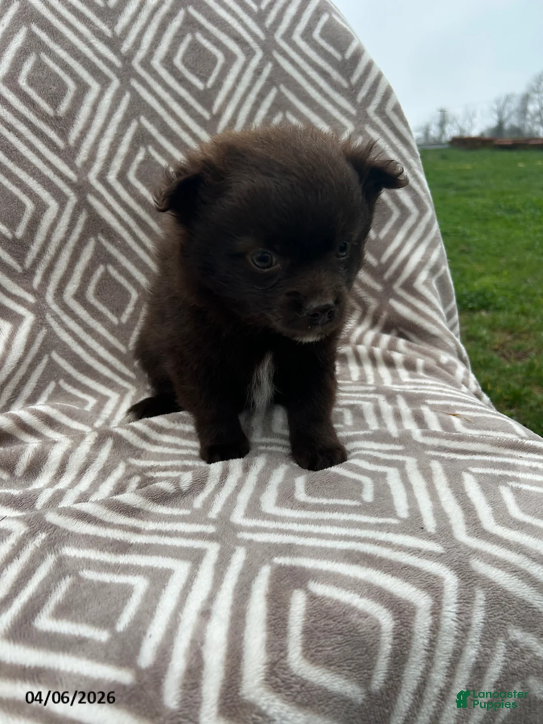 Pomeranian dogs for sale: Chocolate - Ad 1