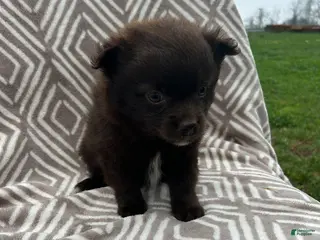 Pomeranian dogs for sale: Chocolate - Ad 4