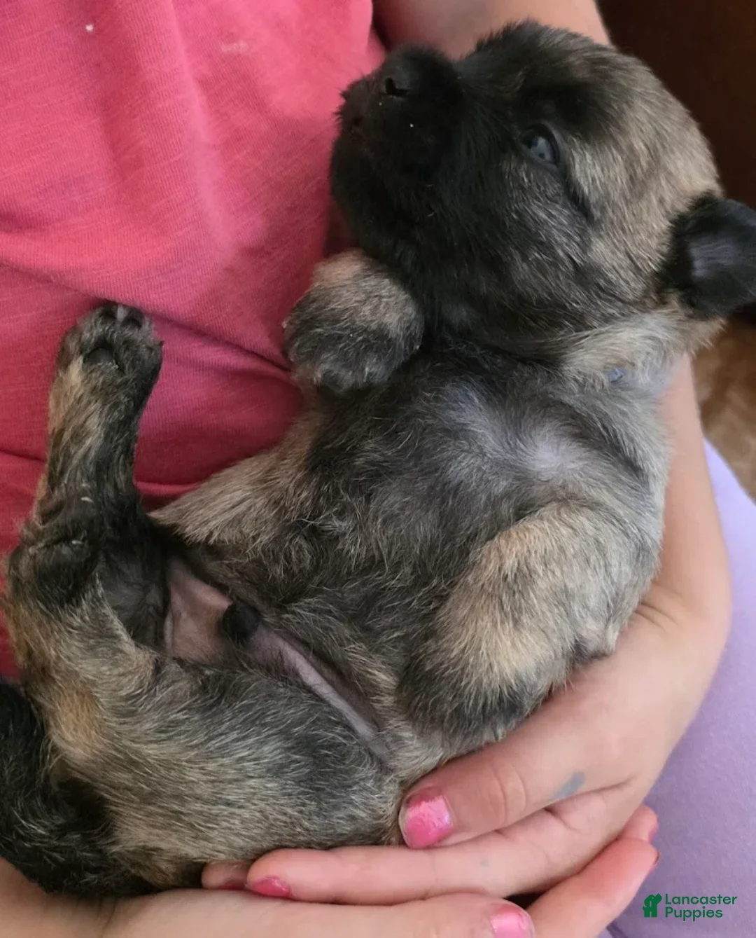 Cairn Terrier dogs for sale: Dark Sky  - Ad 2