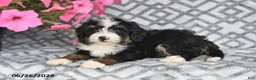 Mini Bernedoodle dogs for sale: Vicky - Ad 9