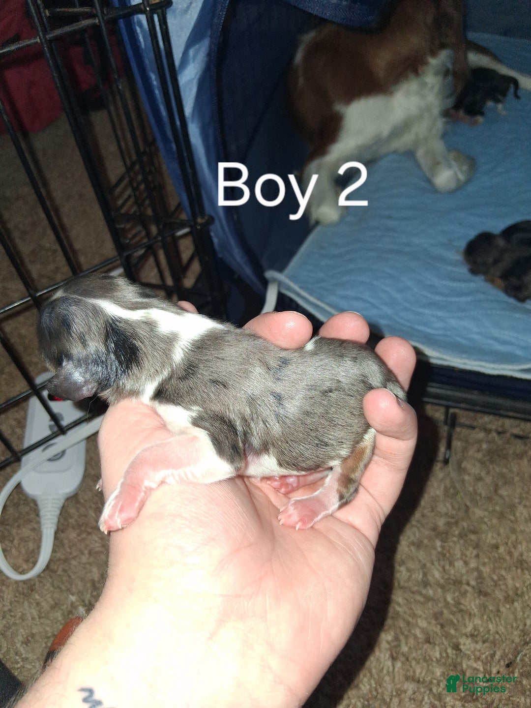 Cavalier King Charles Spaniel dogs for sale: Prince Louis - Ad 12