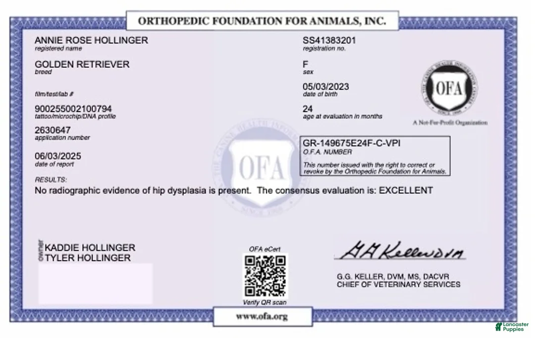 Golden Retriever dogs for sale: Rudy - Ad 11