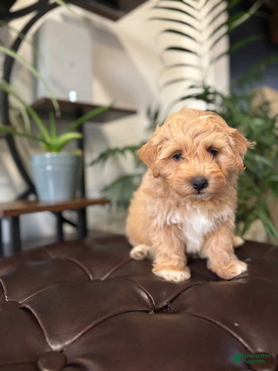 Maltipoo dogs for sale: Mickey - Ad 8
