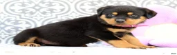 Rottweiler dogs for sale: Shirley - Ad 5