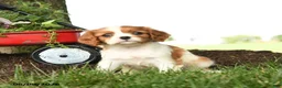 Cavalier King Charles Spaniel dogs for sale: Melody - Ad 3