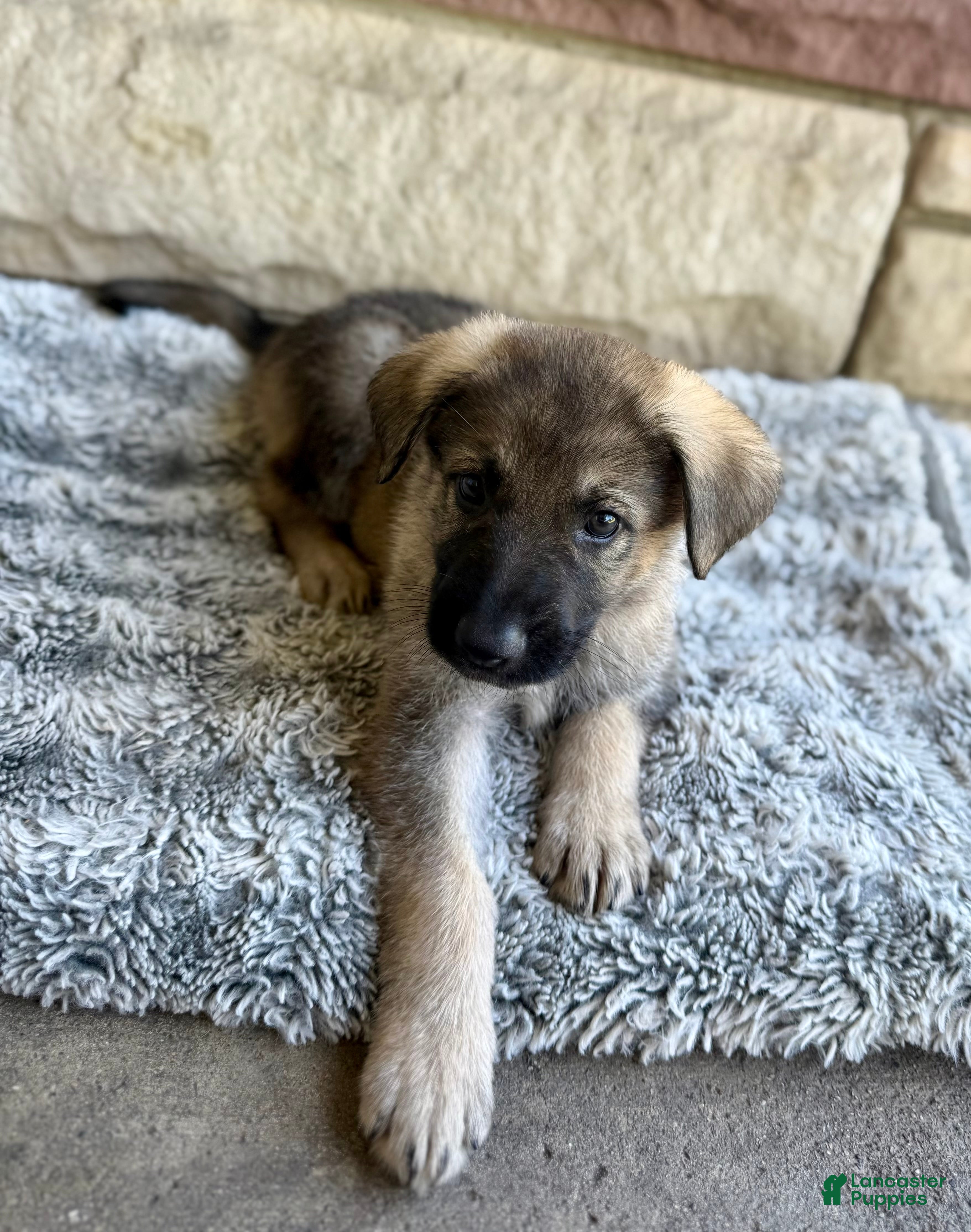 German Shepherd dogs Miles - Ad 1