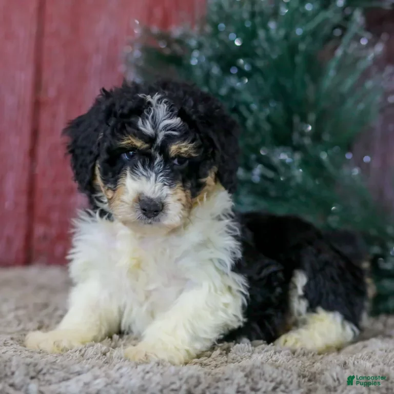 Mini Aussiedoodle dogs Sophia - Ad 1