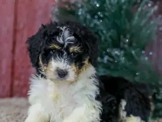 Mini Aussiedoodle dogs for sale: Sophia - Ad 2