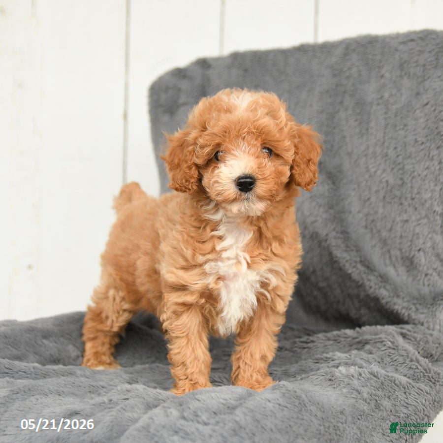 Toy Poodle dogs Lucy - Ad 1