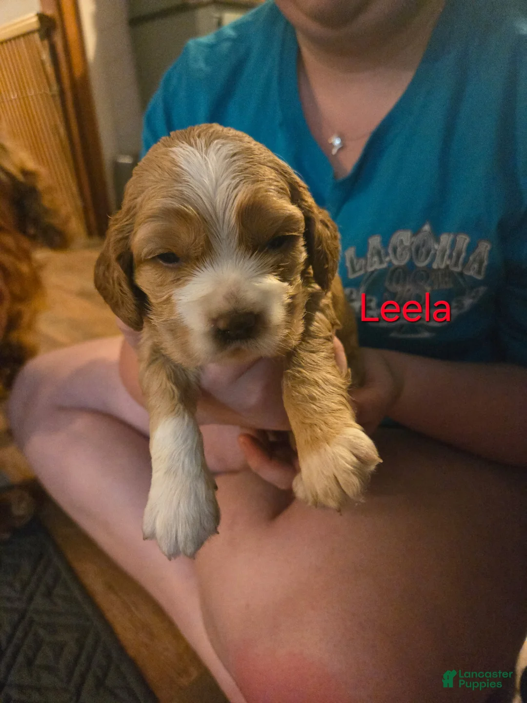 Cocker Spaniel dogs for sale: Lela - Ad 2