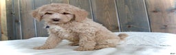 Mini Goldendoodle dogs for sale: Rusty - Ad 4