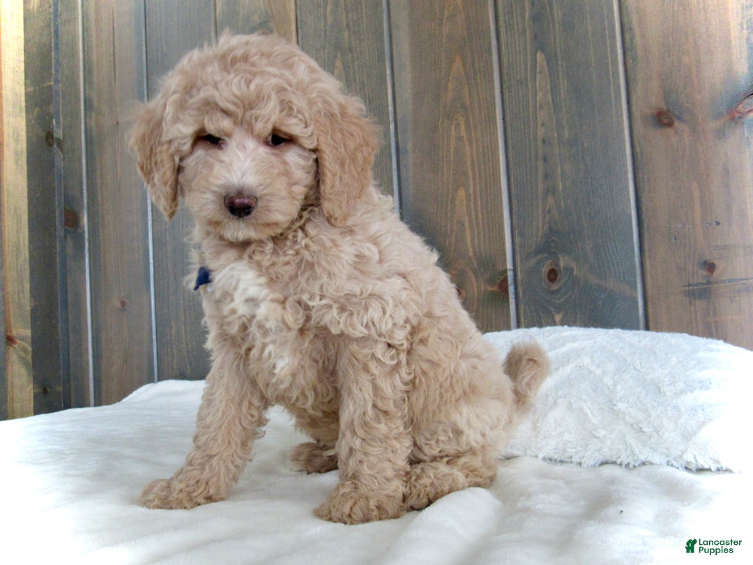 Mini Goldendoodle dogs for sale: Rusty - Ad 4
