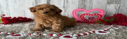 Toy Poodle dogs for sale: Tyson - Ad 2