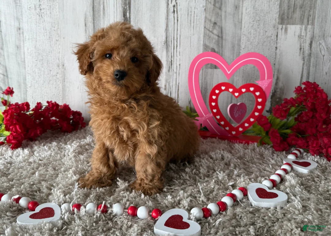 Toy Poodle dogs for sale: Tyson - Ad 2