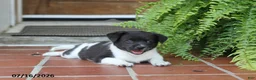 Toy Fox Terrier dogs for sale: Missy - Ad 12
