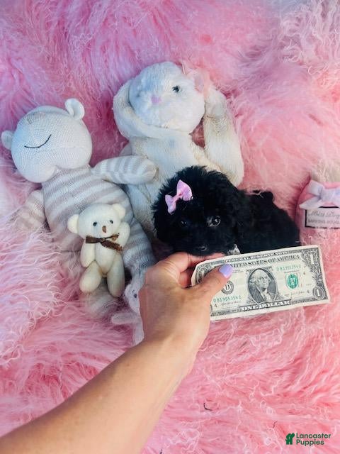 Toy Poodle dogs Toy Poodle 1 - Ad 2