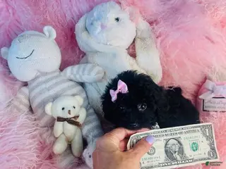 Toy Poodle dogs Toy Poodle 1 - Ad 2