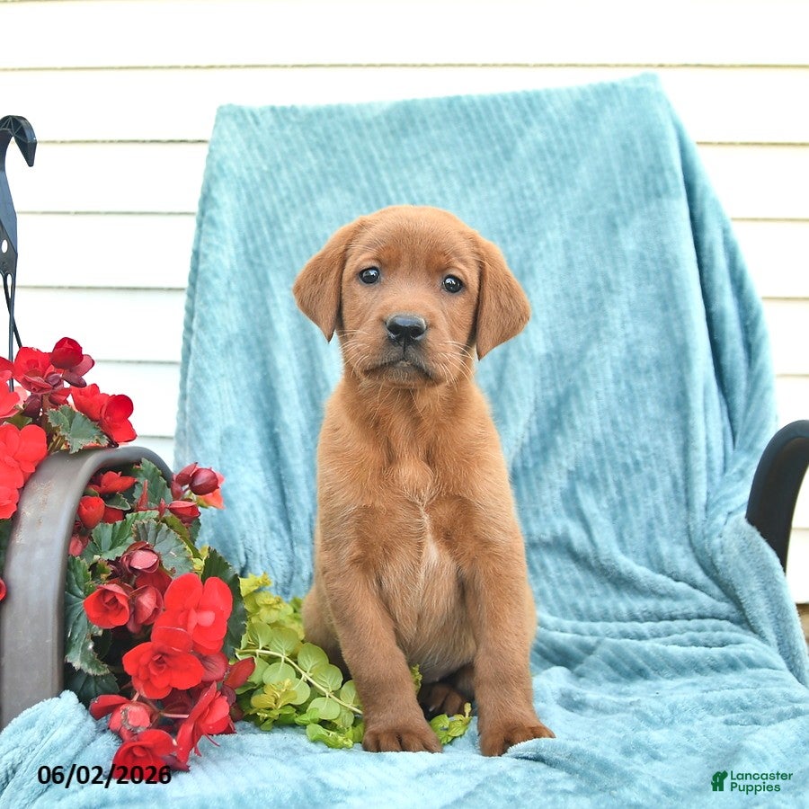 Labrador Retriever dogs for sale: Mango  - Ad 4