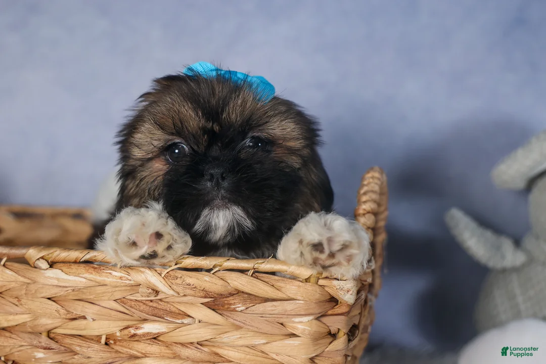 Shih Tzu dogs for sale: JOEY - Ad 1